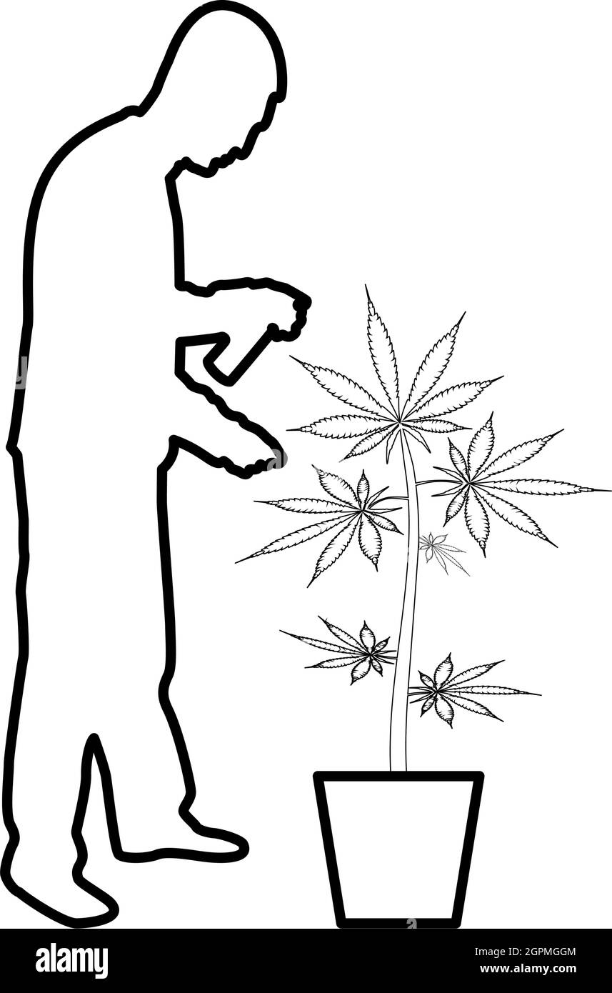 Homme prenant soin de la plante de marijuana en pot pulvérisation d'eau en utilisant arroseur à main arrosoir Jardinage concept de récolte à la maison contour contour noir couleur vecteur illustration image de style plat Illustration de Vecteur