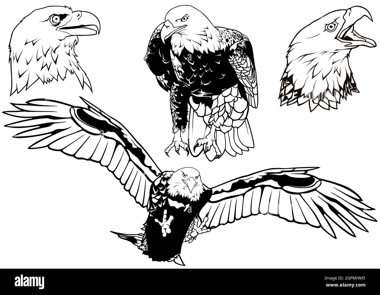 Ensemble noir et blanc d'aigle à tête blanche Illustration de Vecteur