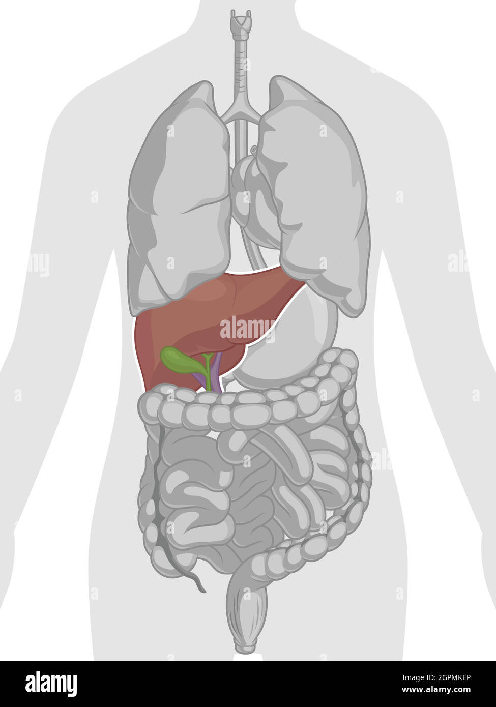 Schéma vectoriel de la partie du corps du foie de l'anatomie interne humaine Illustration de Vecteur