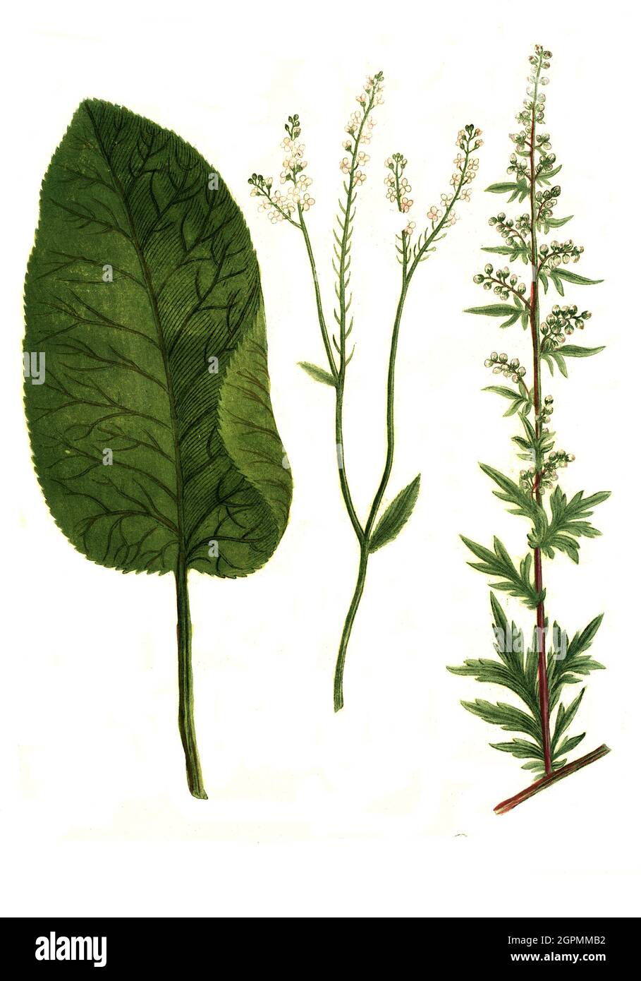 Armoracia seu raphanus rusticanus und Artemisia vulgaris und Artemisia picta, Phytanthoza iconographia, historische Pflanzenillustration aus dem 17 Banque D'Images
