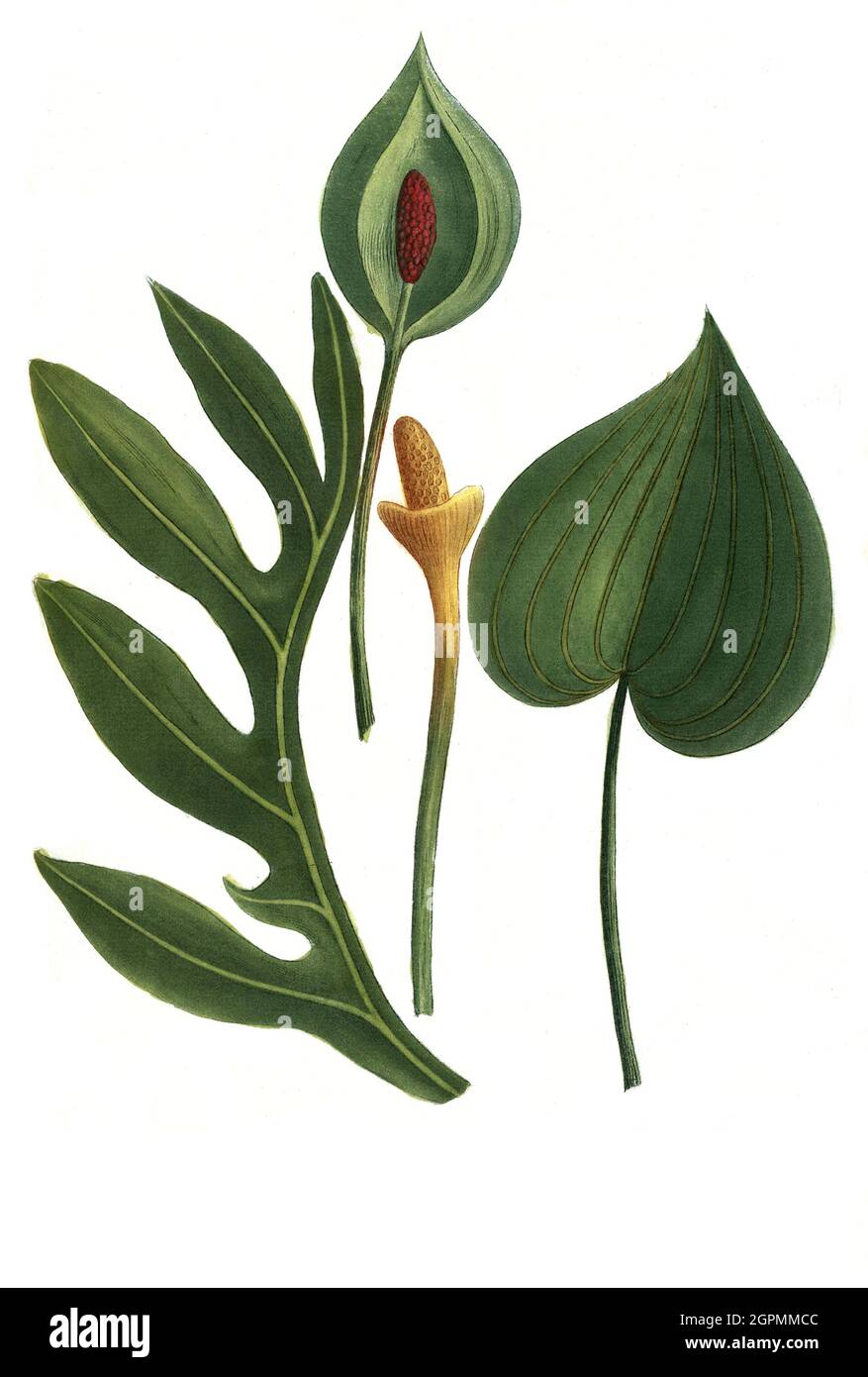 Arum hortensis latifolium, Magenwurz und Arum polyphyllum seu dracunculus Major, Drachenwurz, Phytanthoza iconographia, historische Pflanzenillustrati Banque D'Images