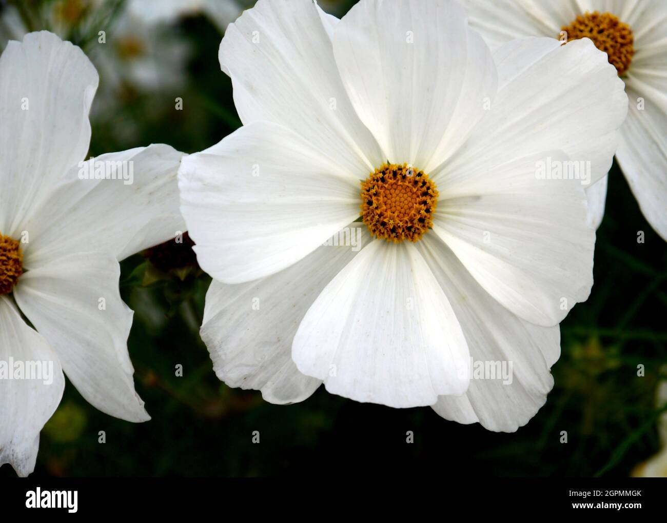 COSMOS Bipinnatus 'Monata White' fleurs cultivées dans les frontières de RHS Garden Bridgewater, Worsley, Greater Manchester, Royaume-Uni Banque D'Images