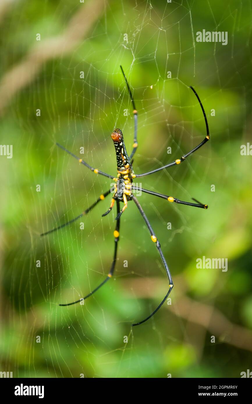 Une araignée d'Orb-Weaver dorée (Nephila maculata) dans le parc national de Sai Kung West, New Territories, Hong Kong Banque D'Images