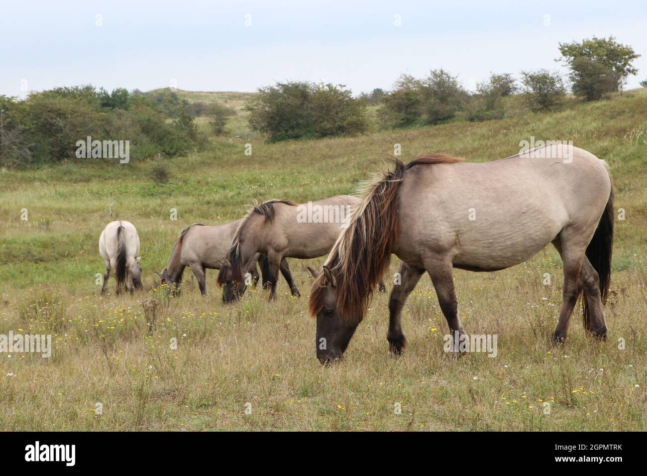 Chevaux konik paître dans la réserve naturelle de Kraansvlak dans les dunes néerlandaises près de Zandvoort, aux pays-Bas Banque D'Images