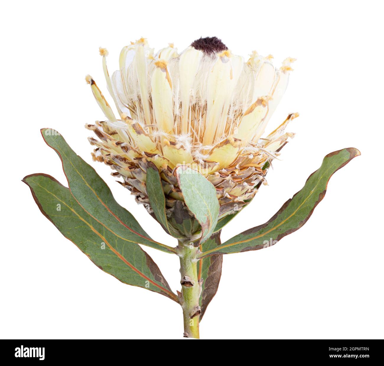 Fleur de Protea isolée sur fond blanc. Masque Banque D'Images