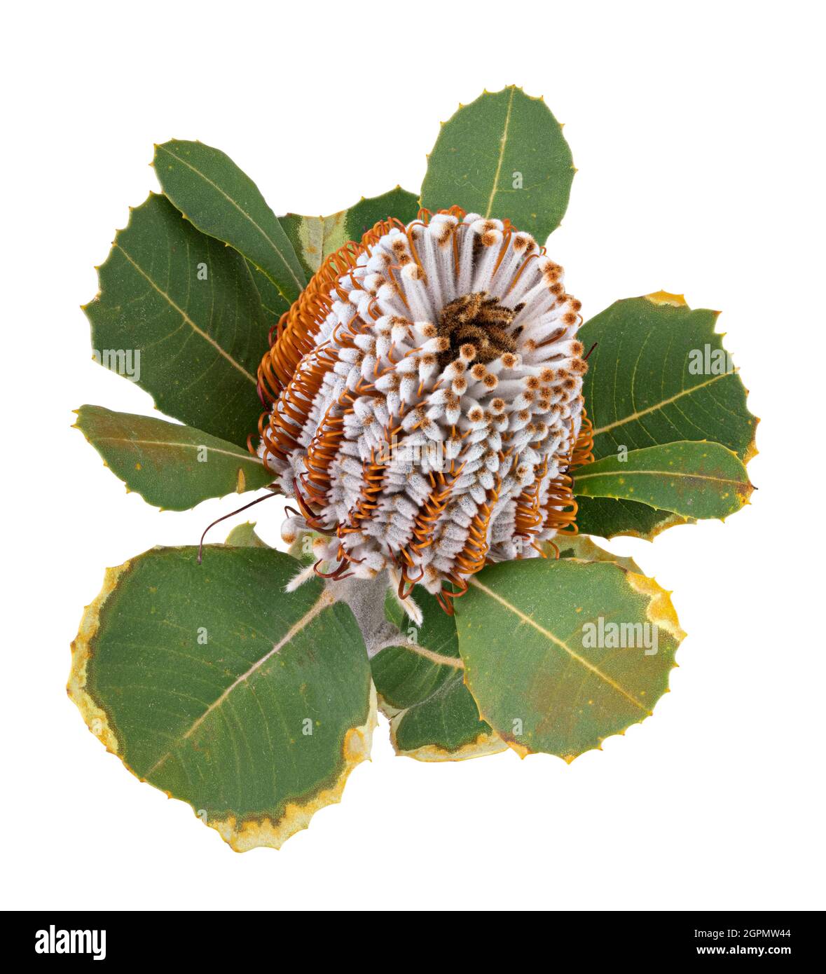 Banksia. Fleur de Protea isolée sur fond blanc. Masque Banque D'Images