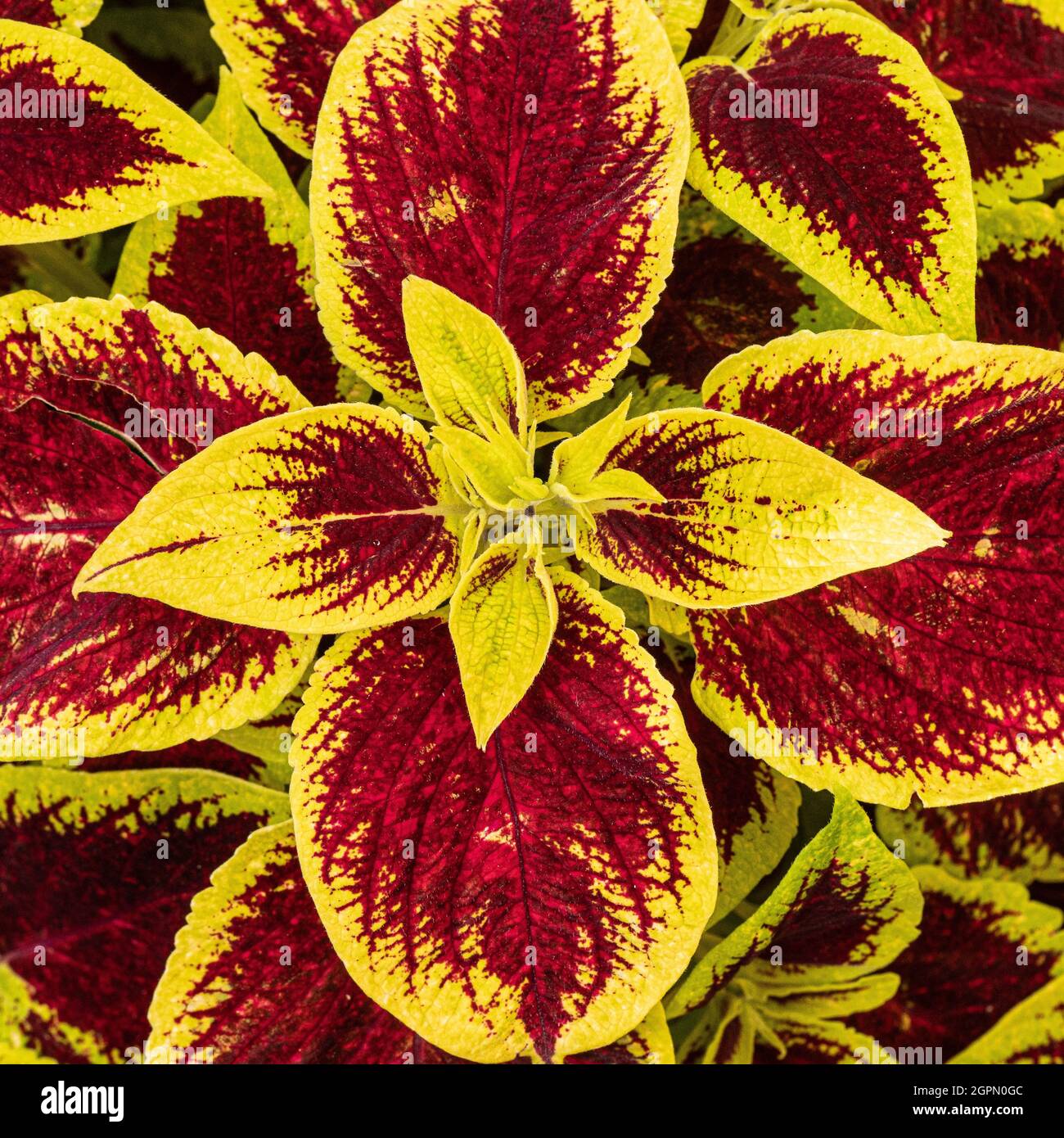 Un gros plan du feuillage rouge et jaune profond d'une plante de Coleus Banque D'Images