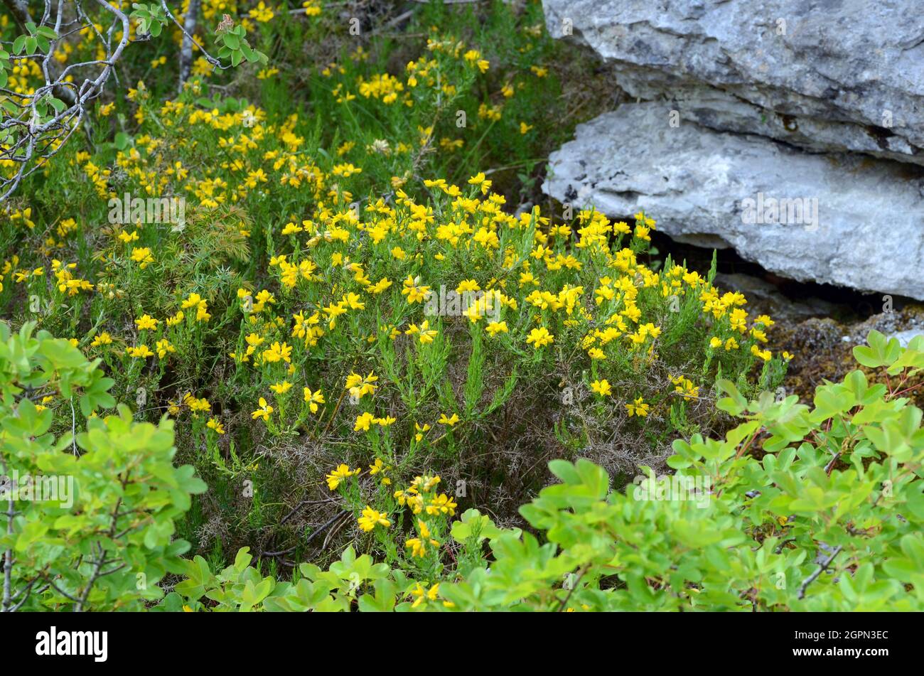 Genista (Genista hispanica) en fleur Banque D'Images