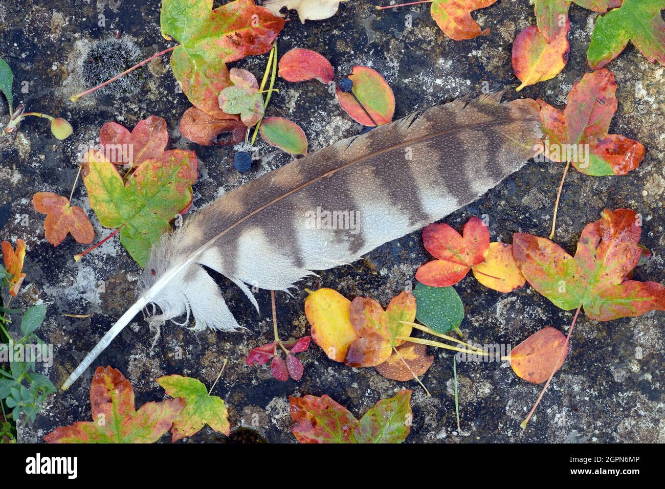 Plume d'un oiseau à côté des feuilles tombées à l'automne Banque D'Images