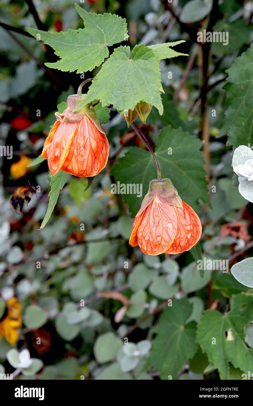 Lanterne chinoise Abutilon Orange géant – orange foncé grandes fleurs en  forme de cloche avec nervures rouges, feuilles ressemblant à de l'érable,  septembre, Angleterre, Royaume-Uni Photo Stock - Alamy