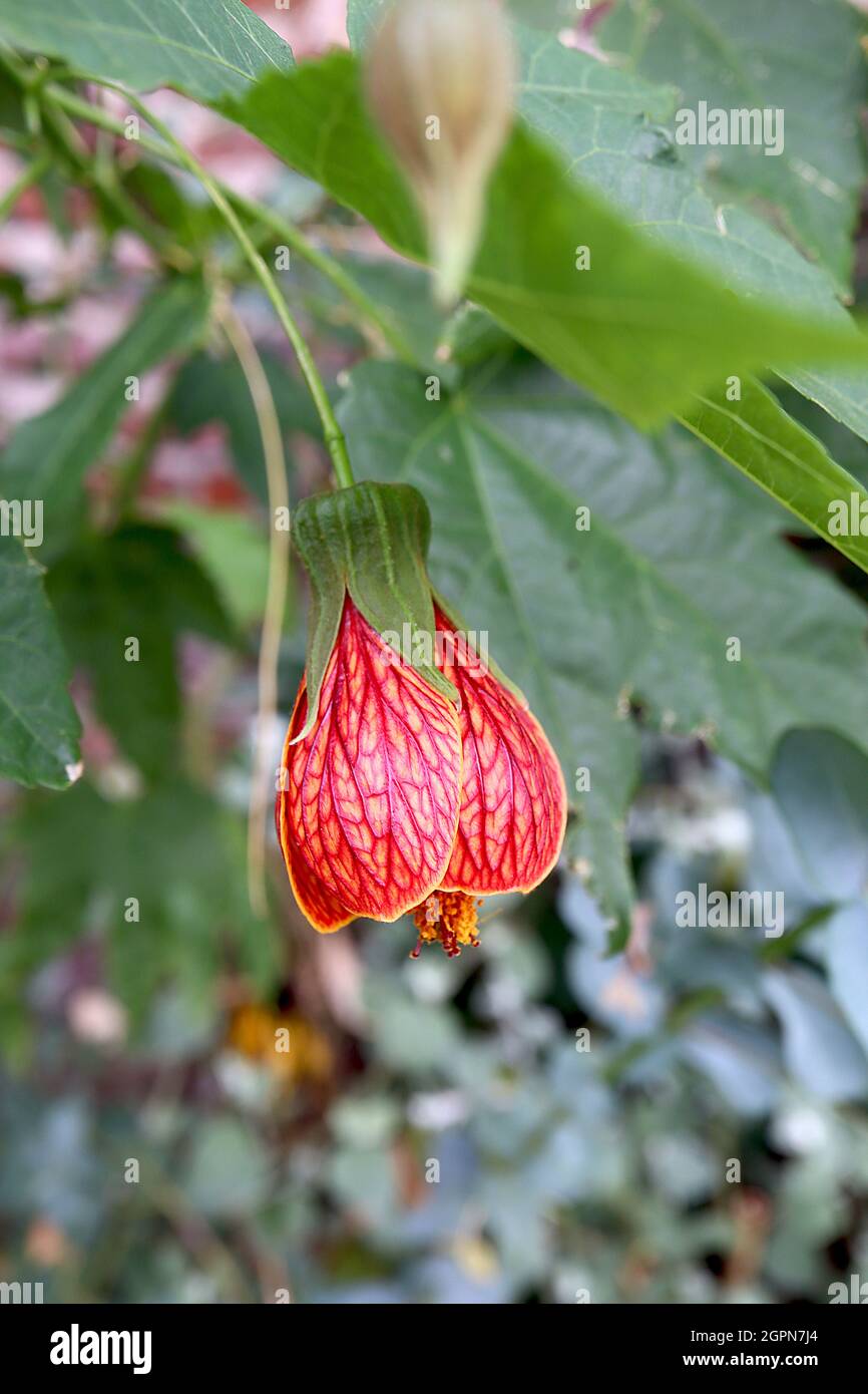 Aphrodite, lanterne chinoise Aphrodite, Aphrodite, jaune foncé, grandes fleurs en forme de cloche aux nervures rouges, feuilles ressemblant à de l’érable, septembre, Angleterre, Royaume-Uni Banque D'Images