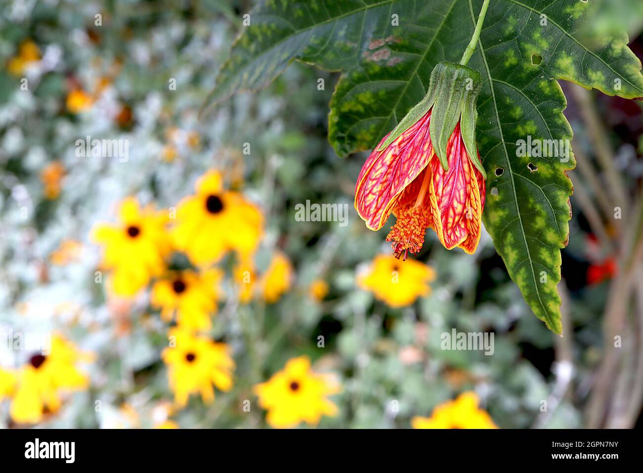 Aphrodite, lanterne chinoise Aphrodite, Aphrodite, jaune foncé, grandes fleurs en forme de cloche aux nervures rouges, feuilles ressemblant à de l’érable, septembre, Angleterre, Royaume-Uni Banque D'Images