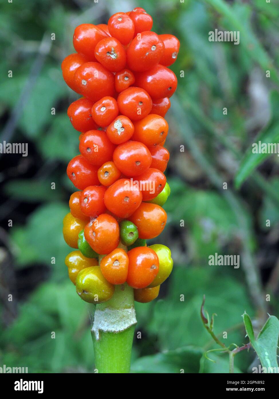 Arum italien (Arum italicum) fruits toxiques Photo Stock - Alamy