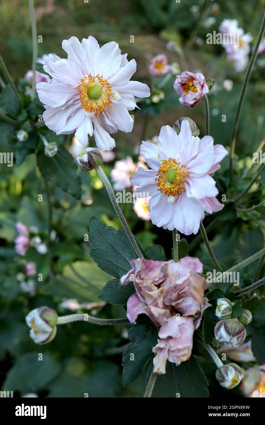 Anemone hupehensis var japonica ‘Frilly Tanga anemone Frilly Tanga - en forme de soucoupe, fleurs doubles très rose pâle avec centre vert, Banque D'Images