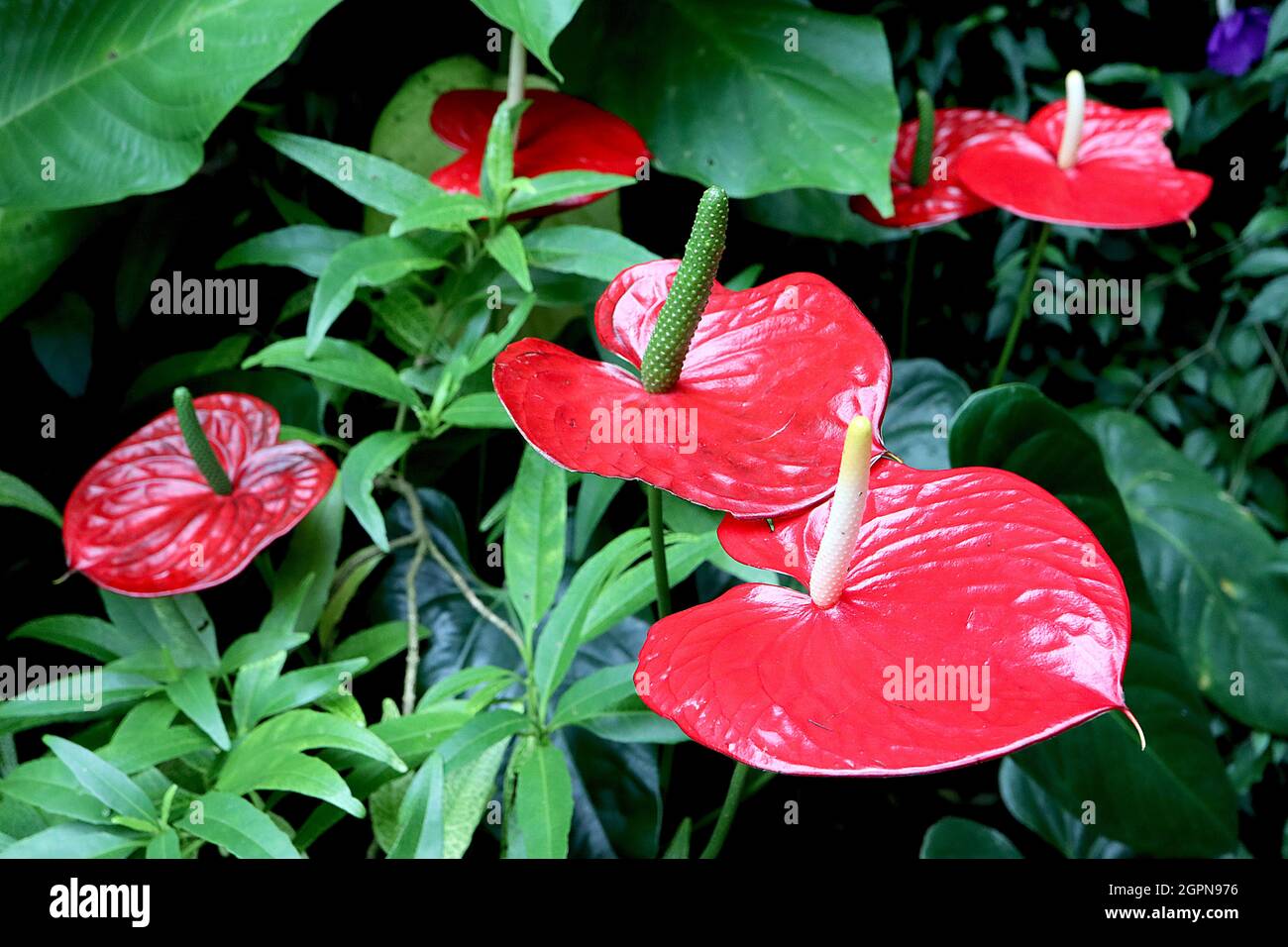 Anthurium andraeanum «Red Champion» fleurs ou spathes rouges en forme de coeur avec blanc ou vert montant proéminent spadix, septembre, Angleterre, Royaume-Uni Banque D'Images