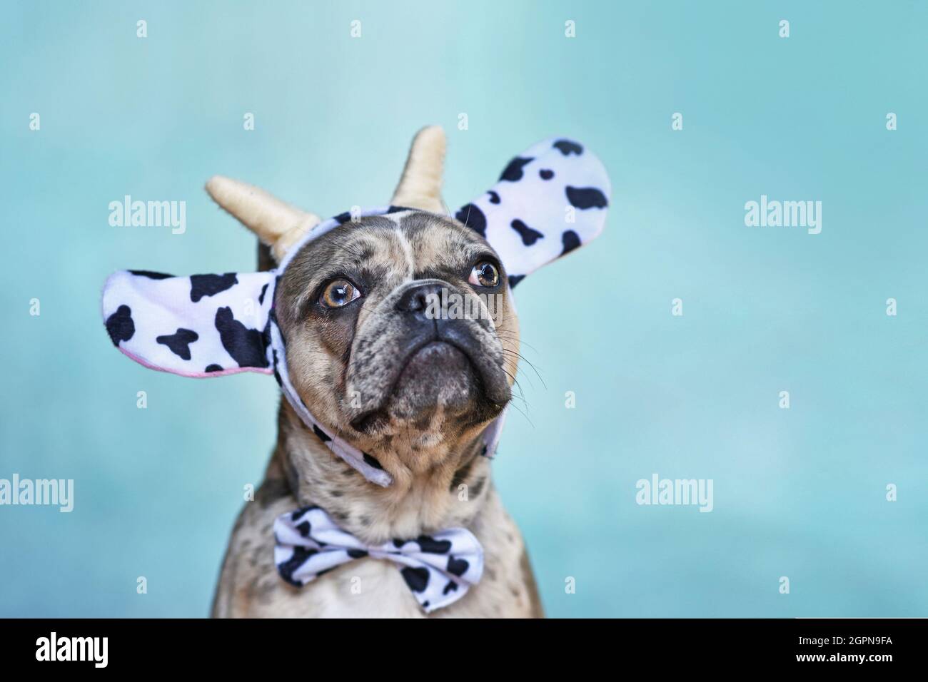 Chien Bulldog français portant un bandeau de costume de vache avec noeud papillon sur fond bleu Banque D'Images