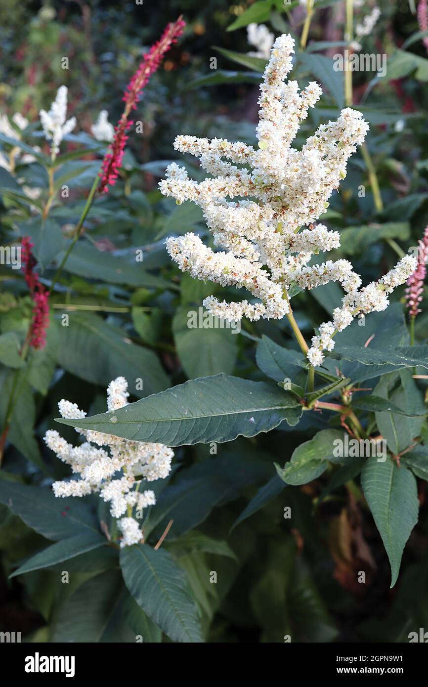 Astilbe x arendsii «Brautscheleier» faux chèvres barbe mariée Veil - panicules branchies de petites fleurs blanches, septembre, Angleterre, Royaume-Uni Banque D'Images