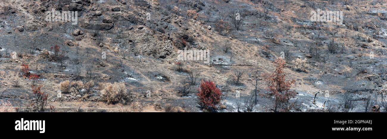 Arbres brûlée sur des terres couvertes de cendres. Paysage de forêt brûlée panorama après feu de forêt dans la zone rurale de Chypre Banque D'Images
