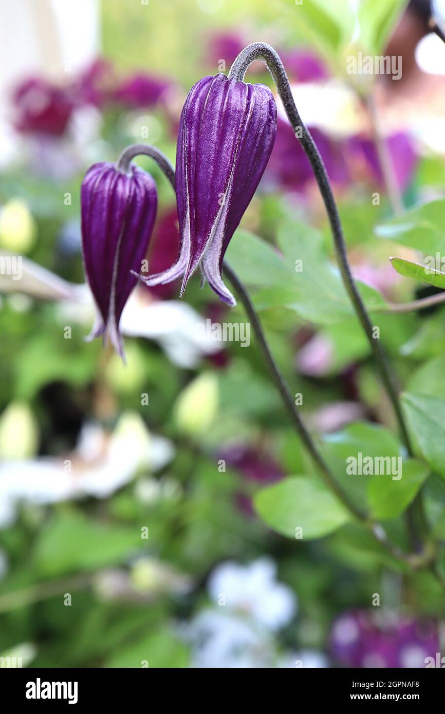 Clematis «Roguchi» ou «Rooguchi» fleurs en forme de cloche brillantes, violet profond, aux extrémités de pétale argentées, en septembre, Angleterre, Royaume-Uni Banque D'Images