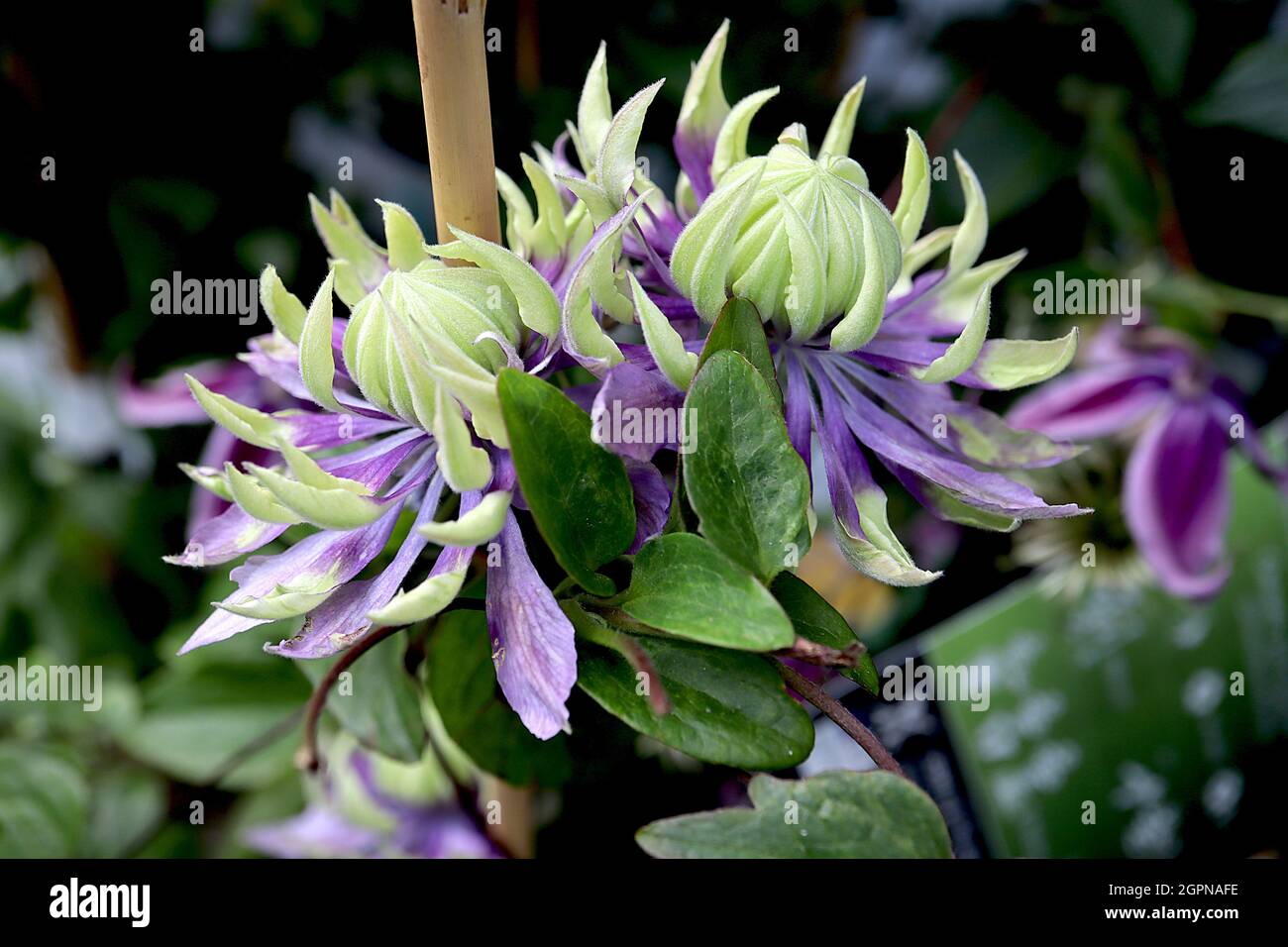 Fleurs de cactus de type «Taiga» de la Floride de Clematis avec pétales externes violets à bout vert clair et ensemble concave de pétales internes de vert clair, Royaume-Uni Banque D'Images