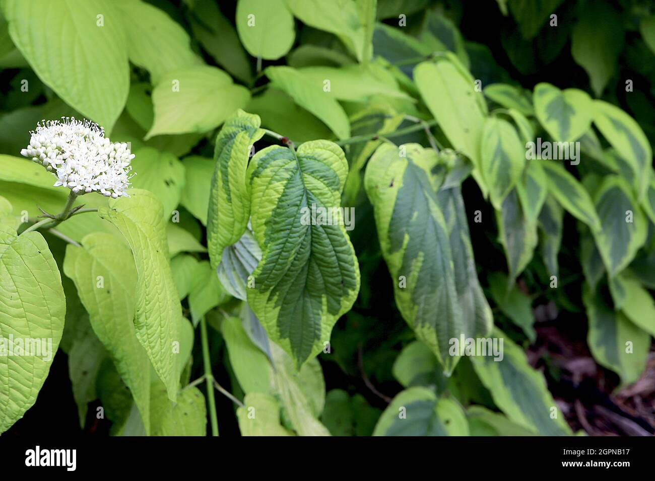 Cornouiller barré rouge Cornus alba Spaethii – grappes bombées de petites fleurs blanches, feuillage vert lime et vert foncé, septembre, Angleterre, Banque D'Images