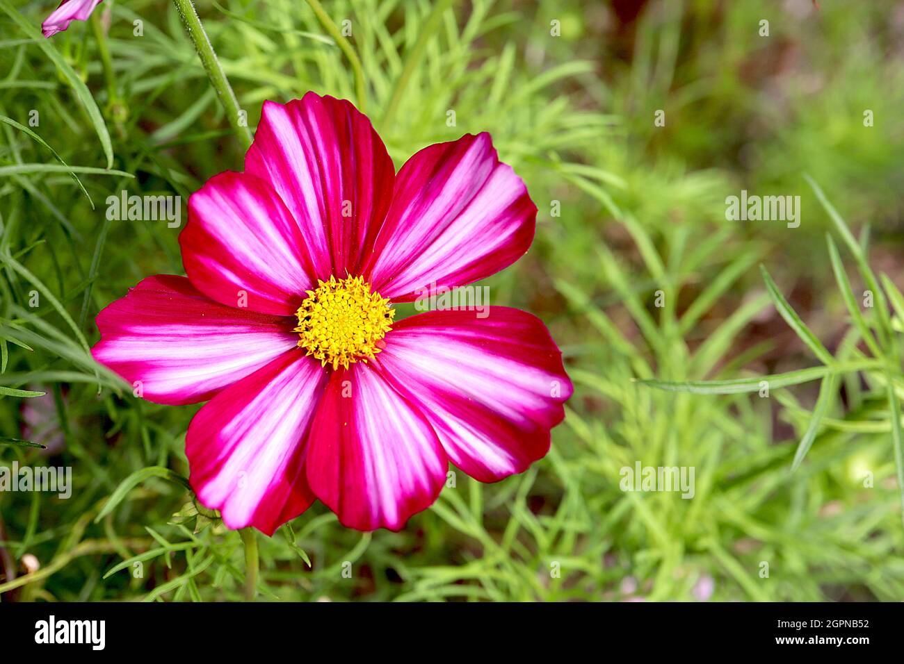 COSMOS bipinnatus ‘Candy Stripe’ rose pâle fleurs en forme de bol avec de larges marges pourpres et des bandes blanches, feuilles à plumes, septembre, Angleterre, Royaume-Uni Banque D'Images