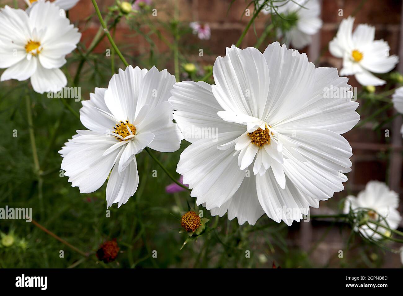 COSMOS bipinnatus 'psyche White' double blanc fleurs en forme de bol avec  des pétales minces et larges, feuilles de plumes, septembre, Angleterre,  Royaume-Uni Photo Stock - Alamy