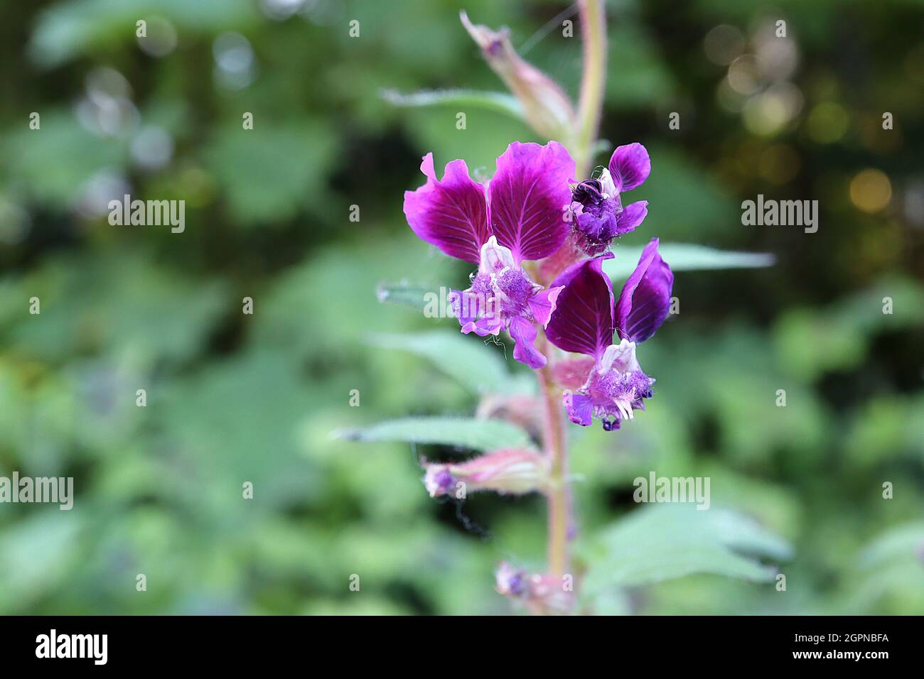 Cuphea lanceolata fleur de cigare «Purple passion» Violet passion - fleurs violet profond avec deux grands pétales, pétales inférieurs minces, septembre, Angleterre Banque D'Images