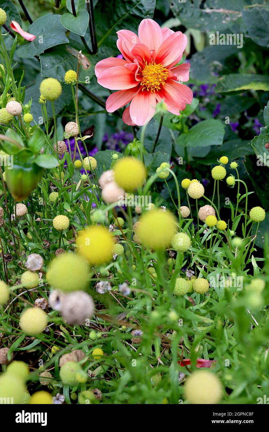 Dahlia «Dahlegria Tricolore» fleurs roses moyennes à fleurs dahlia du groupe 1, avec lavage jaune pâle et halo rouge, septembre, Angleterre, Royaume-Uni Banque D'Images