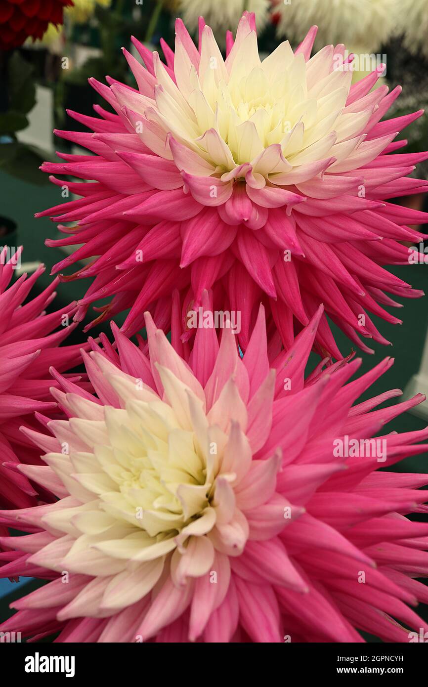 Dahlia ‘Hillcrest Candy’ demi-cactus dahlia Group 9 fleurs à effet ombré de jaune pâle à orange pâle à pétales rose corail, pétales de pointes roulés, Banque D'Images