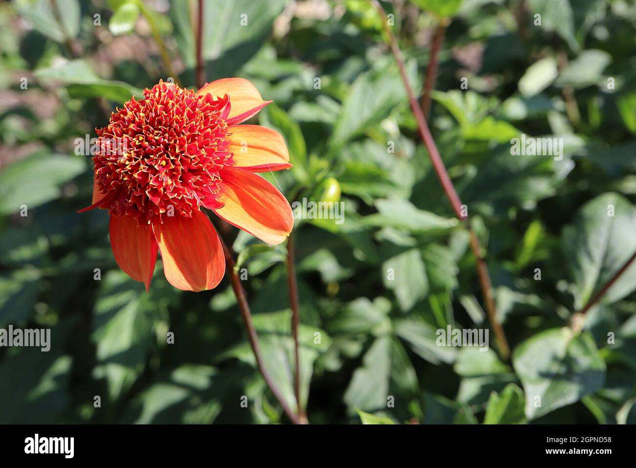 Dahlia 'Josie' fleurs d'orange du groupe 2 de dahlia à fleurs d'anemone avec des fleurs tubulaires rouges à rebord jaune, septembre, Angleterre, Royaume-Uni Banque D'Images