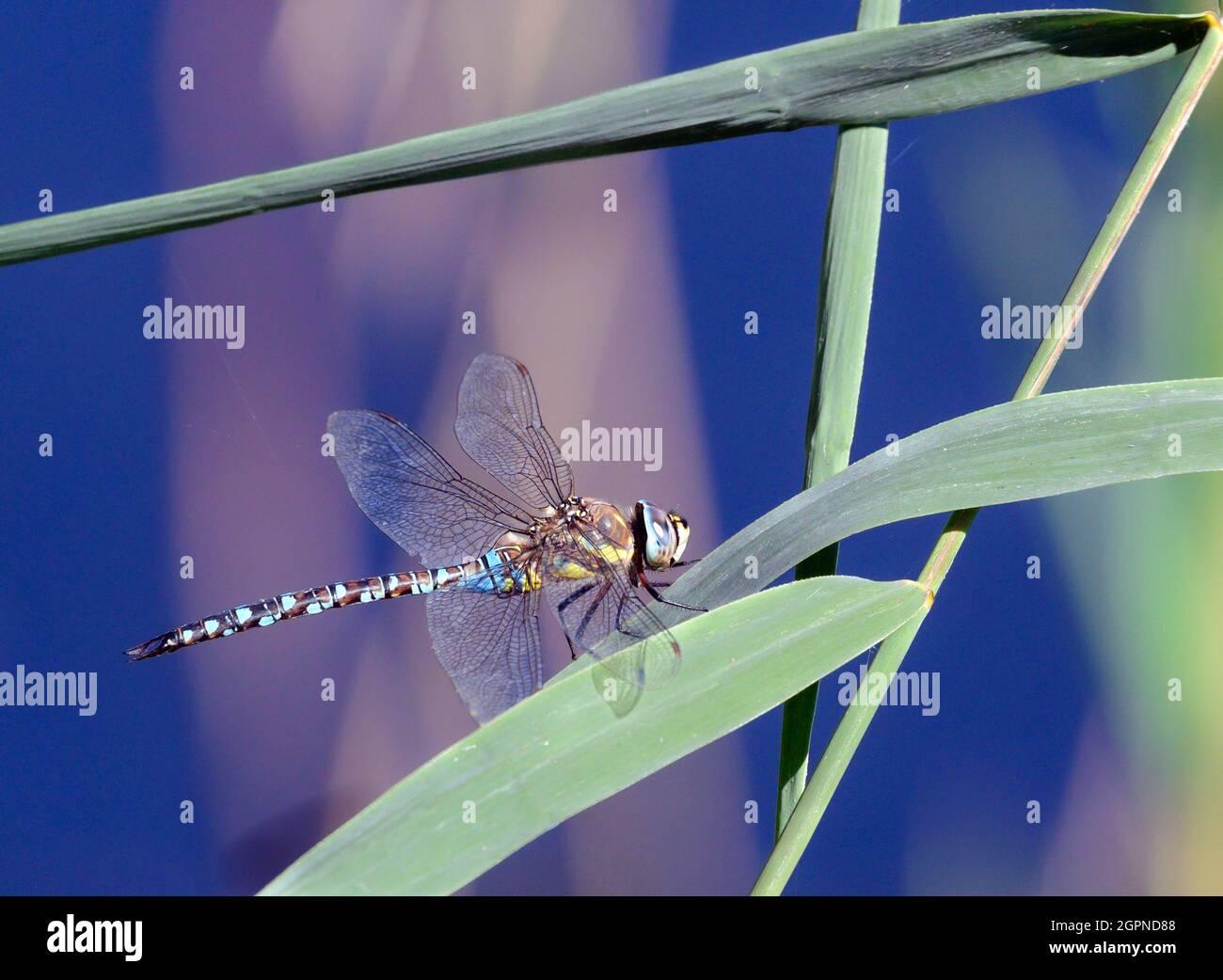 Dragonfly, un auguiste migrant, sur une feuille de roseau douce à la réserve naturelle de Blashford Lakes, avec un arrière-plan flou et lisse. Banque D'Images