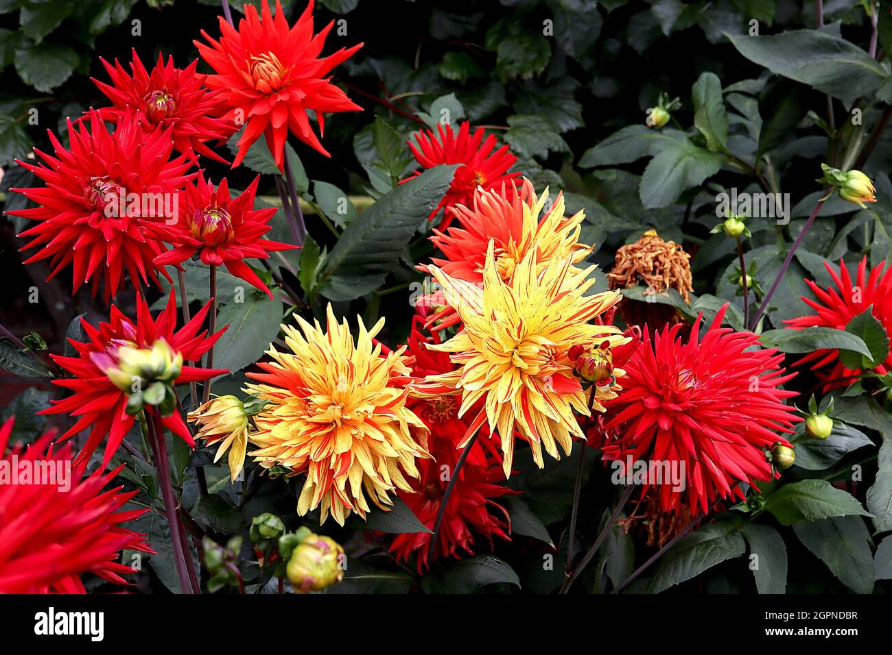 Dahlia ‘Karma Red Corona’ semi-cactus dahlia Group 9 fleurs rouges avec virus de la mosaïque, pétales de pointes roulés, septembre, Angleterre, Royaume-Uni Banque D'Images