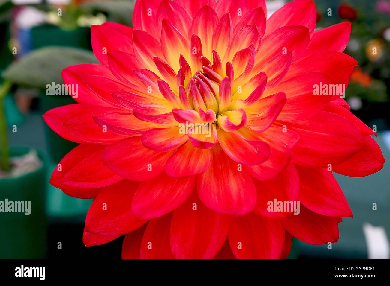 Dahlia ‘Kilburn Glow’ Waterlily Dahlia Group 4 fleurs rouge écarlate à centre jaune, septembre, Angleterre, Royaume-Uni Banque D'Images