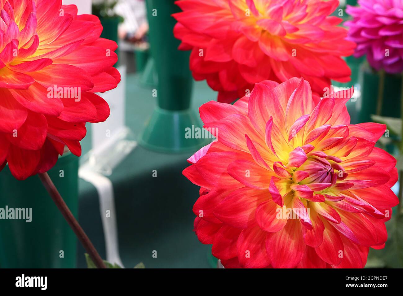 Dahlia ‘Kilburn Glow’ Waterlily Dahlia Group 4 fleurs rouge écarlate à centre jaune, septembre, Angleterre, Royaume-Uni Banque D'Images