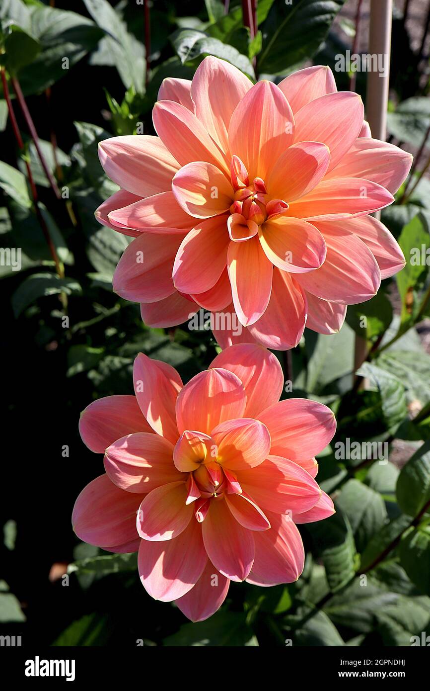 Dahlia ‘Monsieur Frans’ Waterlily Dahlia Group 4 fleurs rose clair avec lavage jaune, septembre, Angleterre, Royaume-Uni Banque D'Images