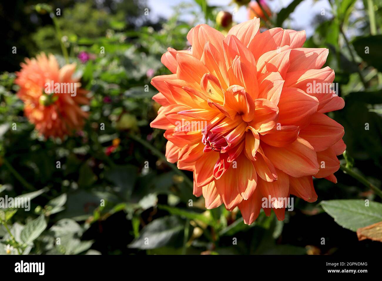 Dahlia ‘Nicholas’ Waterlily Dahlia Group 4 fleurs rose clair avec centre jaune, septembre, Angleterre, Royaume-Uni Banque D'Images