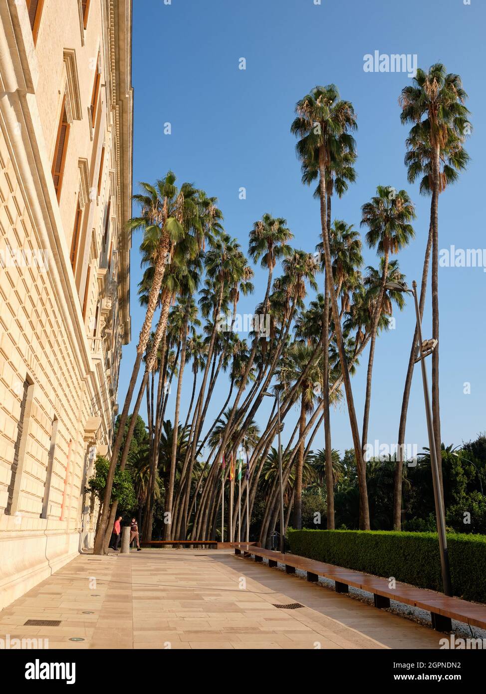 Washingtonia Robusta, palmier mexicain au Museo de Malaga, Espagne. Banque D'Images