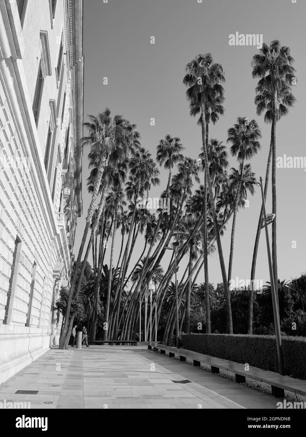 Washingtonia Robusta, palmier Fan mexicain au Museo de Malaga - Museo de la Aduana, Espagne. Banque D'Images