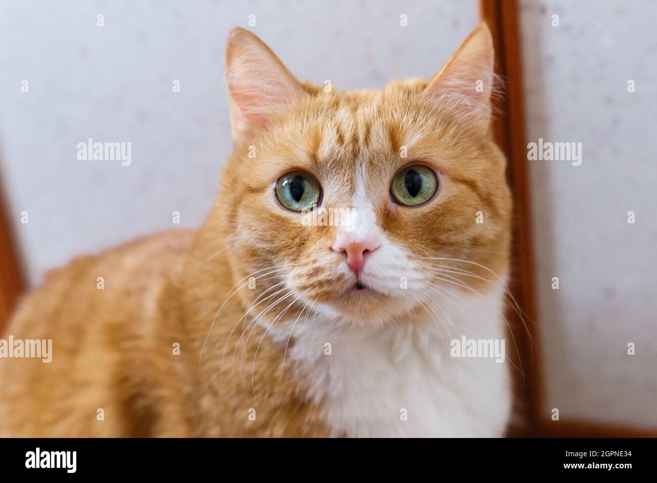 Un chat adulte au gingembre regarde. Un regard attentif d'un chat au gingembre. Banque D'Images