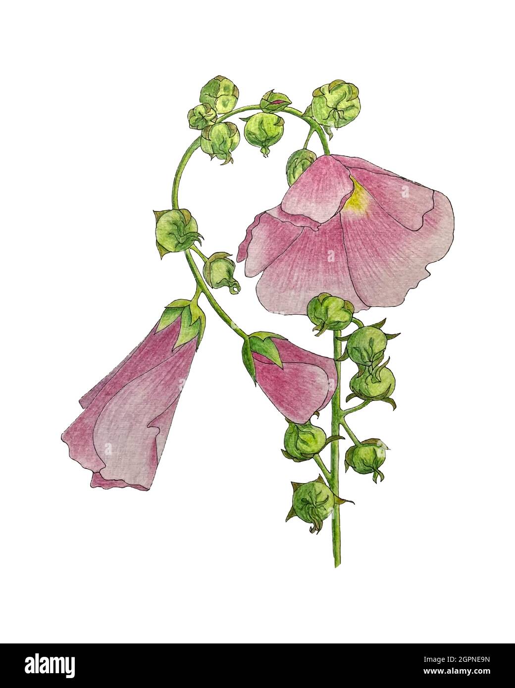 Malva, branche avec fleur rose, dessin à la main au crayon, isolé, fond blanc. Photo de haute qualité Illustration de Vecteur