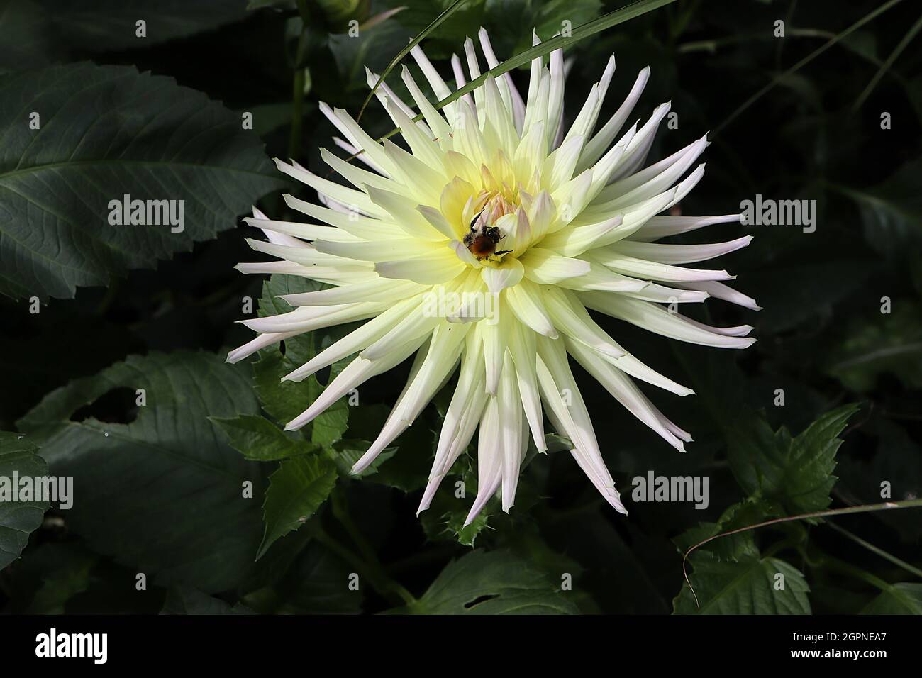 Dahlia ‘Shriting Star’ semi-cactus dahlia Group 9 fleurs blanches avec halo jaune pâle et pétales de pointes roulés, septembre, Angleterre, Royaume-Uni Banque D'Images