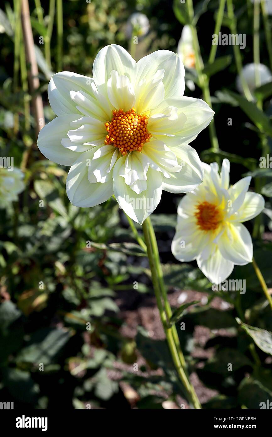 Collerette Dahlia 'Sunshine Girl', groupe 3 fleurs crème avec pétales intérieurs larges et courts, septembre, Angleterre, Royaume-Uni Banque D'Images