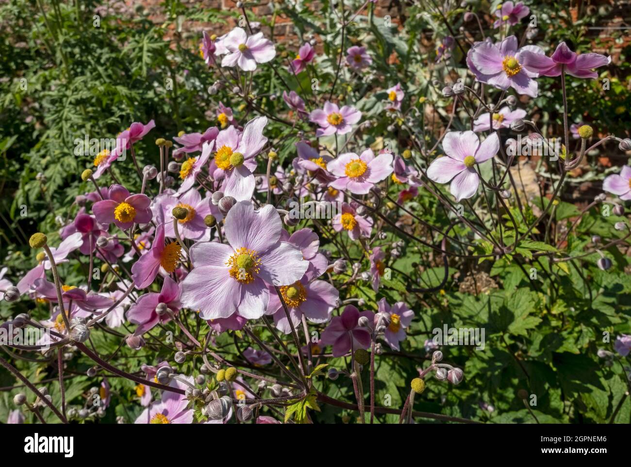 Gros plan de fleurs de l'anémone japonaise rose en été Angleterre Royaume-Uni Grande-Bretagne Grande-Bretagne Banque D'Images