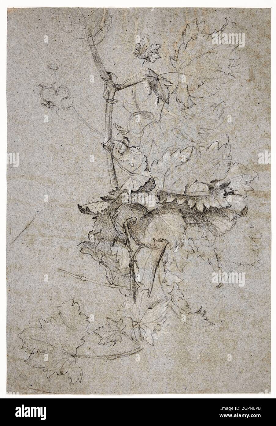 Rachel Ruysch, étude des plantes, dessin, 1663-1749 Banque D'Images