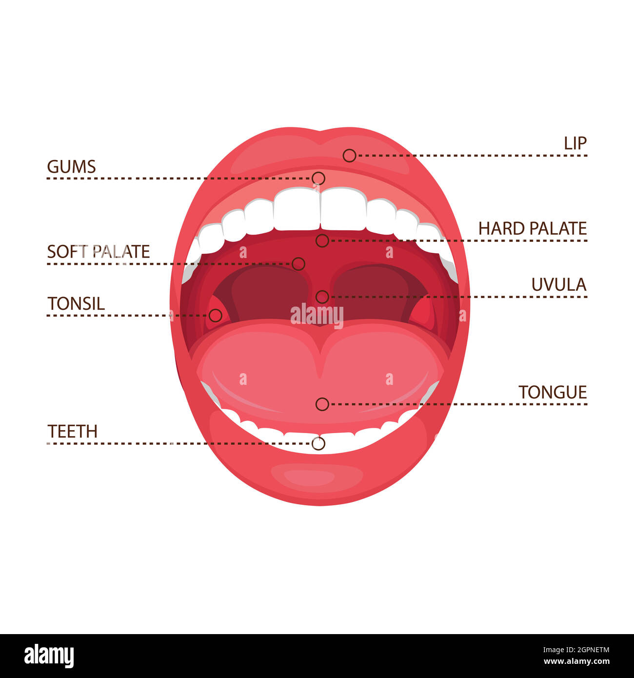 anatomie humaine bouche ouverte. illustration médicale Illustration de Vecteur