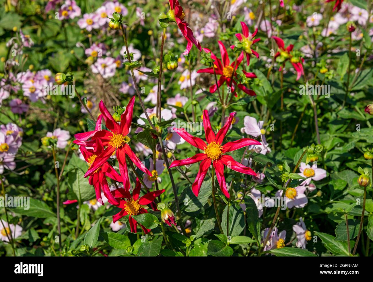 Gros plan de l'étoile rouge dahlias asteraceae dans le jardin du cottage en été Angleterre Royaume-Uni Grande-Bretagne Banque D'Images