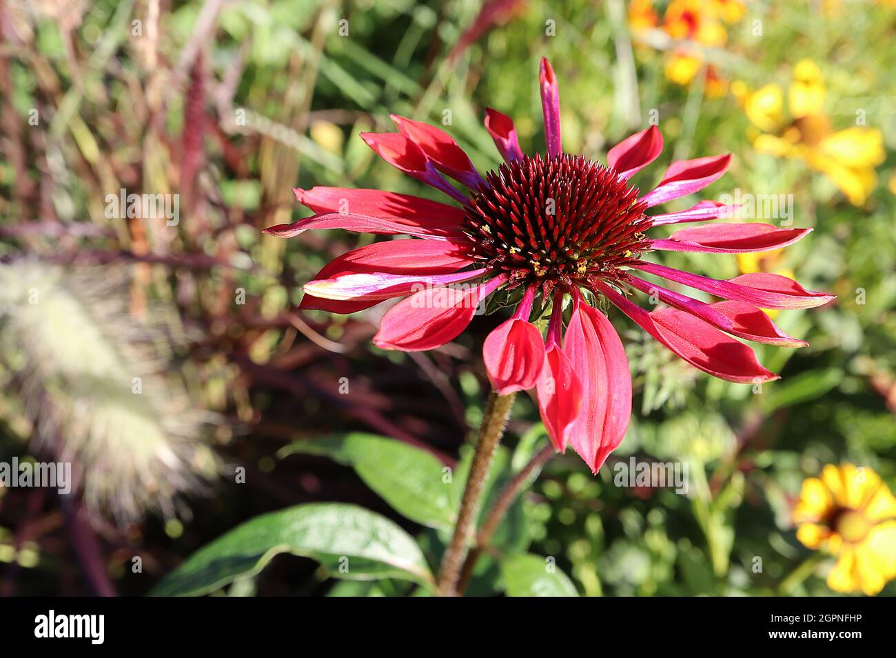 Echinacea purpurea ‘beaucoup de cuillères pourpres’ confleur beaucoup de cuillères pourpre – fleurs rose foncé intérieur rouge, extrémités de pétales en forme de cuillère, à bout rouge Banque D'Images