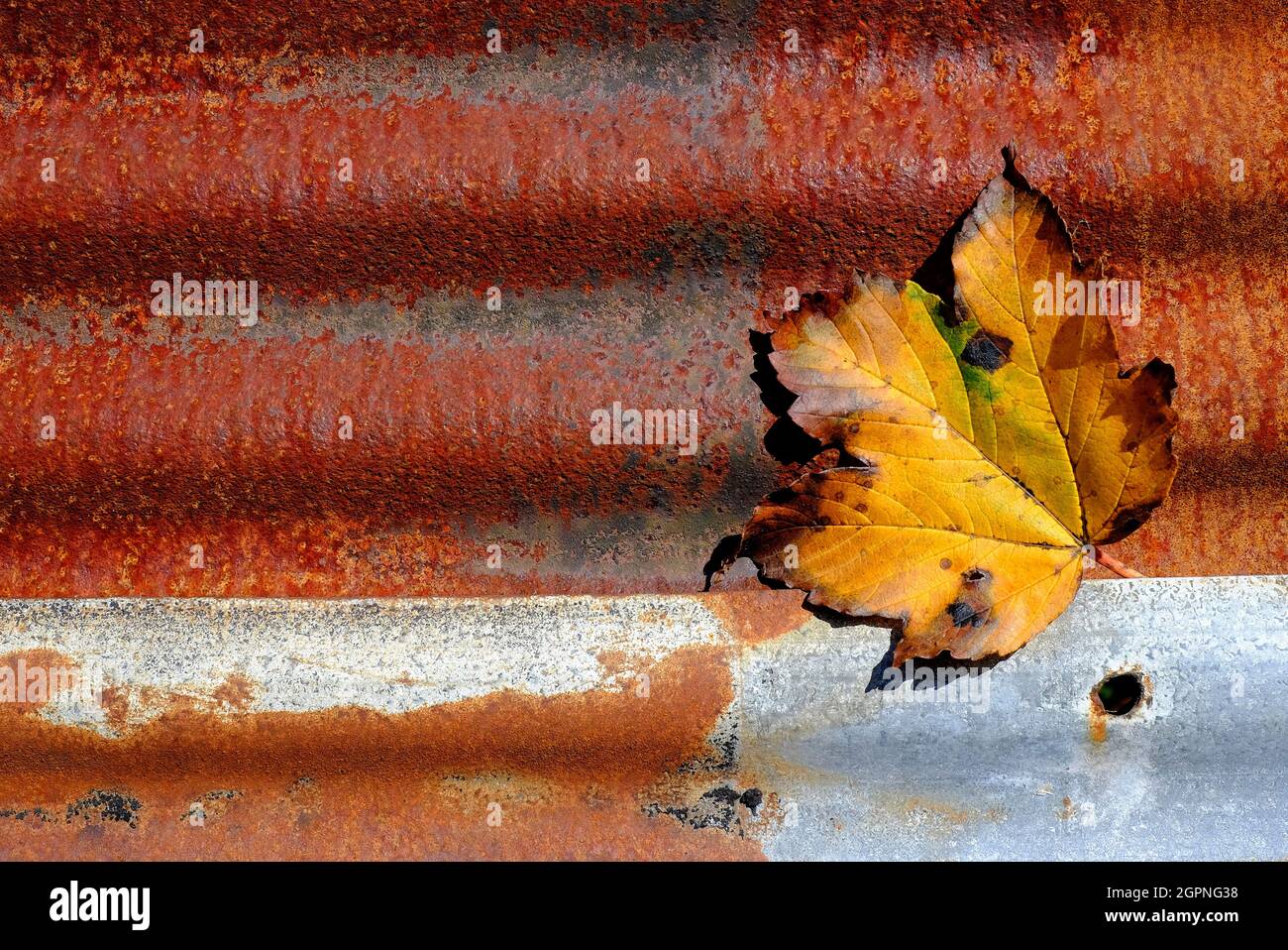 feuille d'automne colorée sur fond de métal ondulé rouillé, norfolk, angleterre Banque D'Images