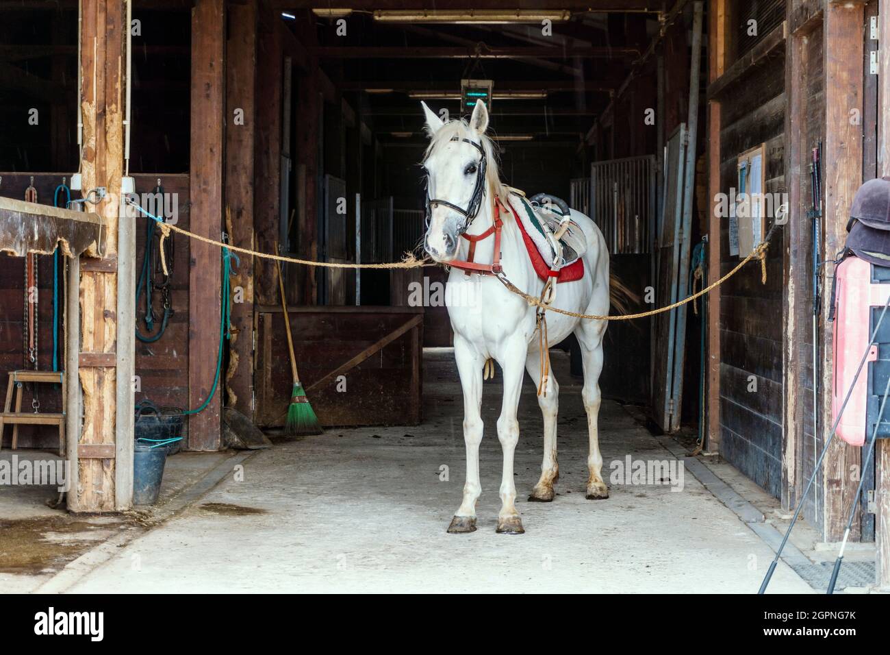 Cheval blanc avec harnais de cheval debout dans une écurie en bois Banque D'Images